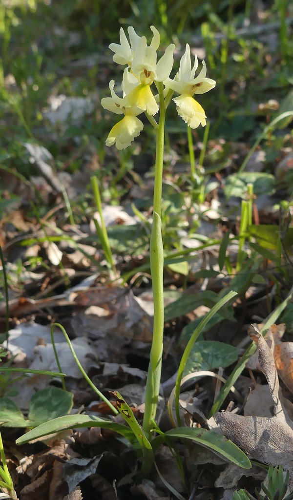 O.pauciflora, O.provincialis, O.quadripunctata, O.xcolemanii, 4 belle Orchis.